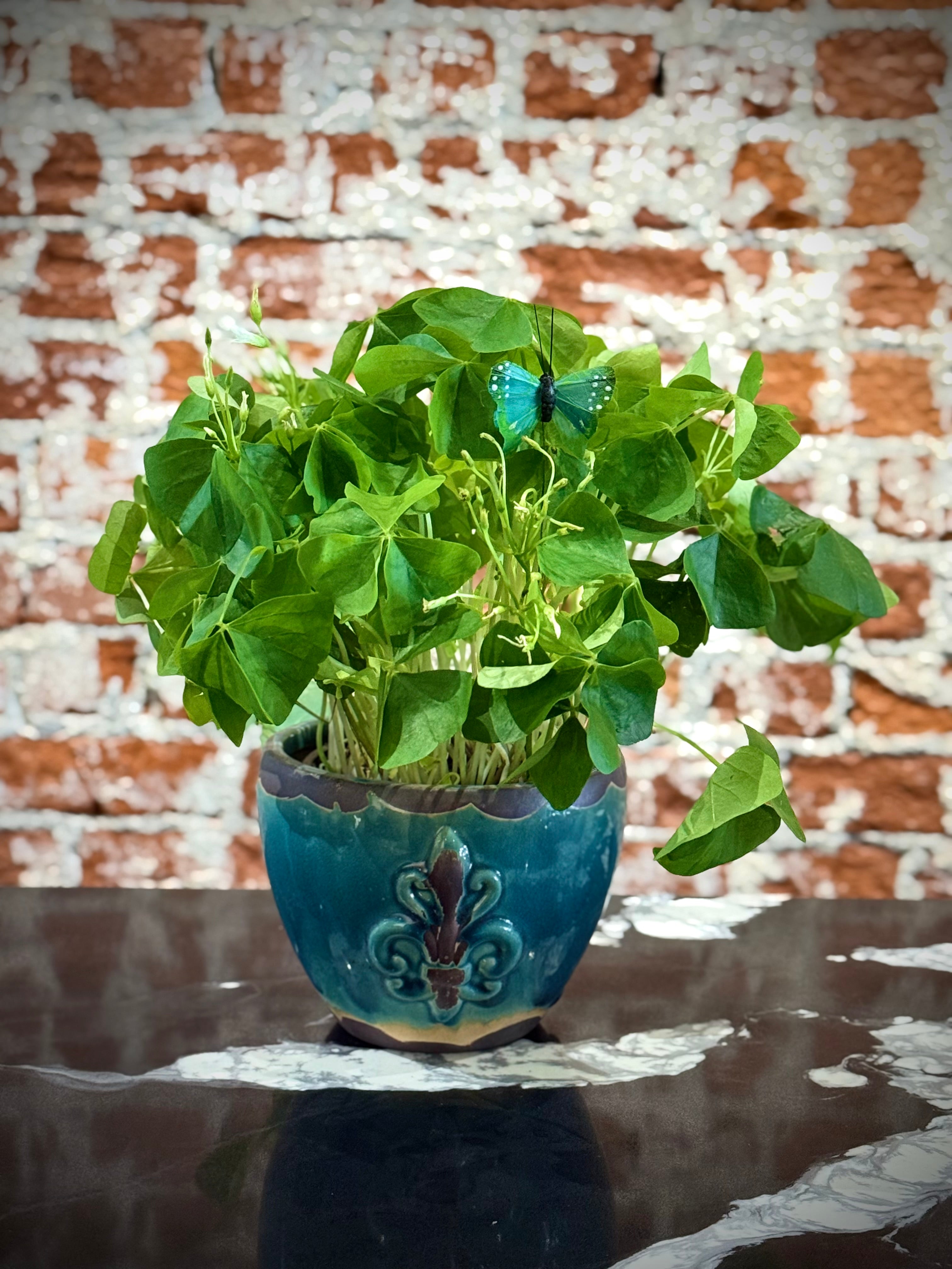 Lucky Clover