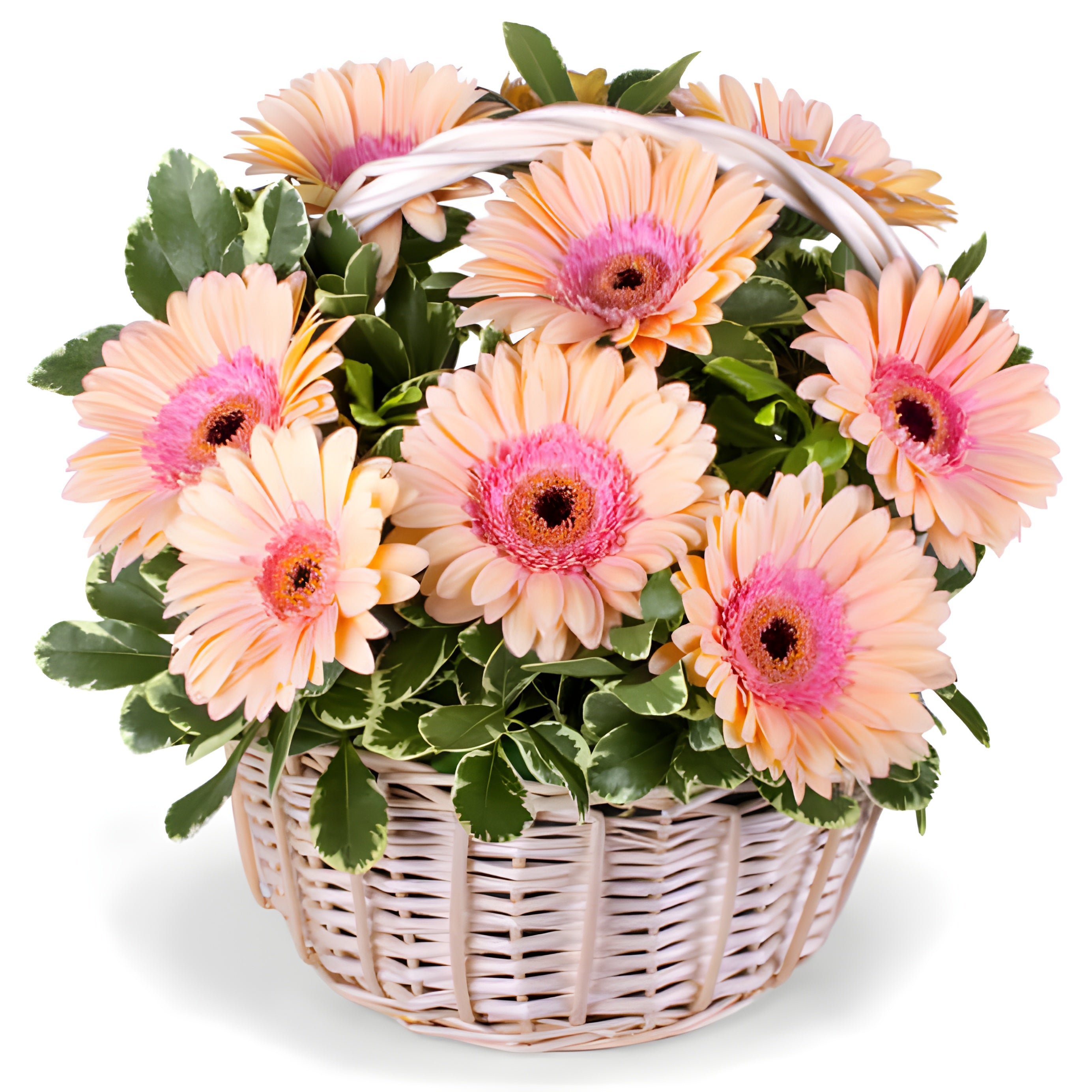 Gerbera Basket